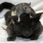 Danger mouse